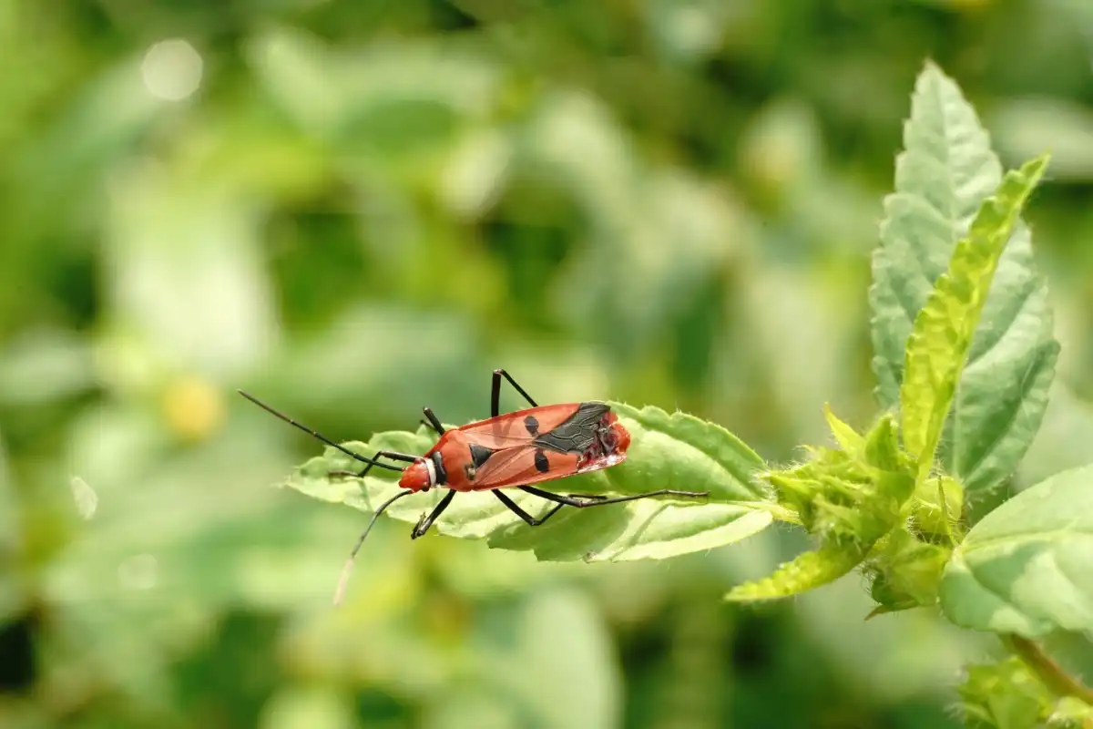 Common Bugs In Tennessee Atlus Pest Solutions